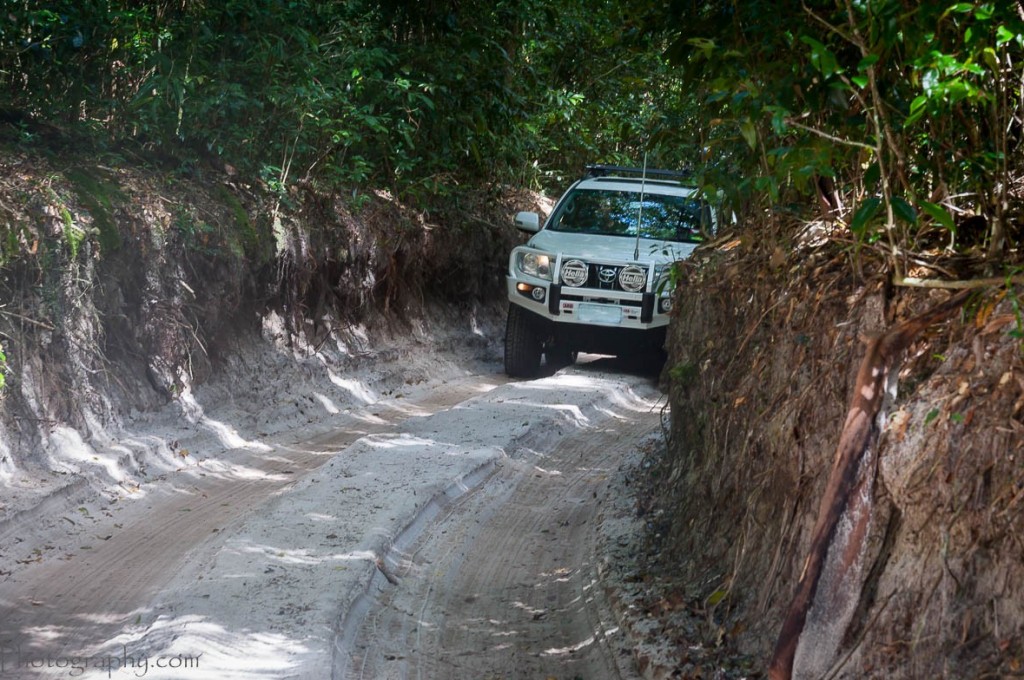 Sailfish on Fraser Things to Do